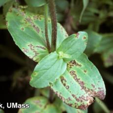 Zinnia – Bacterial leaf spot (Xanthomonas)