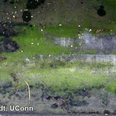 Algae on greenhouse floor
