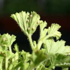 Brown and swollen "aphid mummies" parasitized by an Aphidius parasitoid on a scented geranium leaf.