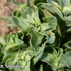 Aphid skins and black sooty mold