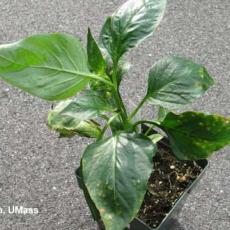 Bacterial Leaf Spot (Xanthomonas campestris) - Pepper
