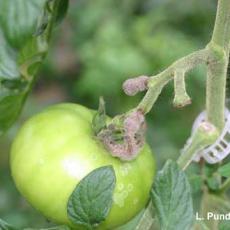 Botrytis - greenhouse tomato (ghost spot)