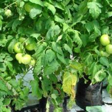  Botrytis - greenhouse tomato (ghost spot)