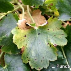 Heucherella - Bacterial leaf spot (Xanthomonas species)