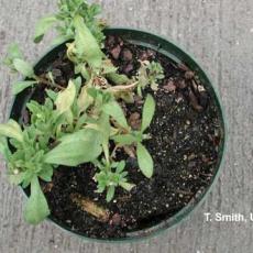 Phytophthora crown and stem rot - Calibrachoa