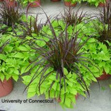 Plant Growth Regulators - Combination Planters
