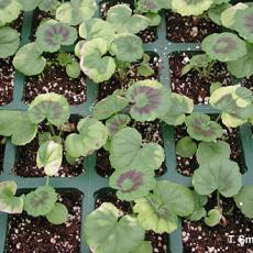 Plant growth regulator: chlormequat (Cycocel) injury on seed geraniums