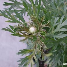 Downy mildew on Argyranthemum