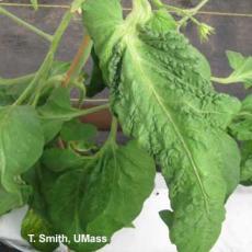 Greenhouse tomato - Intumescence