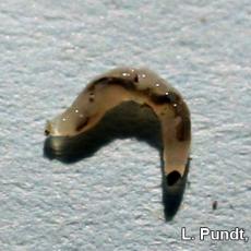 Fungus gnat larva -Close-up