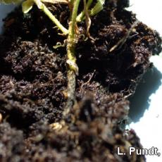 Fungus gnat larvae on plant stem