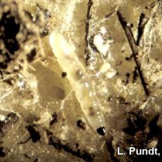 Fungus gnat larva -Close-up