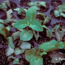 Fungus gnats – feeding injury on sedum cuttings