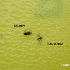 Shore fly and Fungus gnat on sticky card