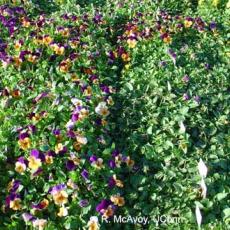 Plant growth regulator: ethephon (Florel) drift on violas