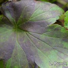 Foliar Nematode injury to Anemone (Aphelenchoides species)