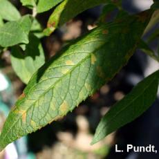 Foliar nematode (Aphelenchoides species) damage on Buddleia