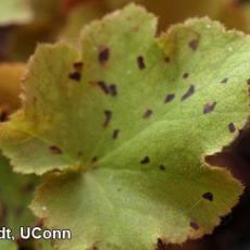 Foliar nematode (Aphelenchoides species) damage-Heuchera