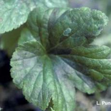 Foliar Nematode injury to Anemone (Aphelenchoides species)