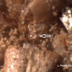 Bran mite (food mite for the predatory mite Neoseiulus cucumeris)
