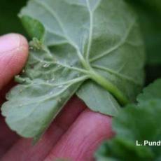 Aphids – Foxglove aphid feeding injury on geranium