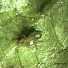Foxglove aphid on lettuce