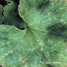 Iron and manganese toxicity on geranium