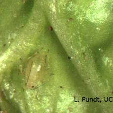 Green Peach Aphid on Spinach Leaf