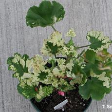 Herbicide injury on geranium