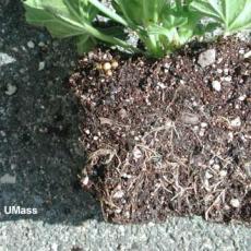 Soluble salt injury on geranium root