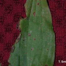 Alternaria Leaf Spot on Hosta