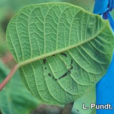 Poinsettia Indicator Plant