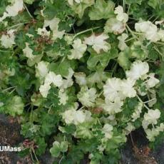 Heat injury (or hot air injury) on ivy geranium