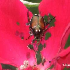 Japanese Beetle on Rose