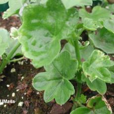 Pesticide spiromesifen (Judo) injury on ivy geranium