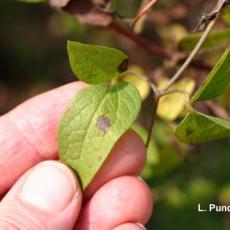 Ascochyta clematidina Leaf Spot and Wilt - Clematis