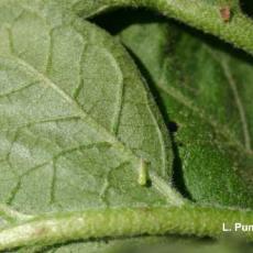 Leafhopper – Potato leafhopper
