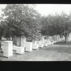 Government Apiary, College Park, Md 1909