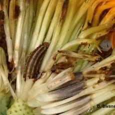 Close-up of sunflower moth larva in marigold flower