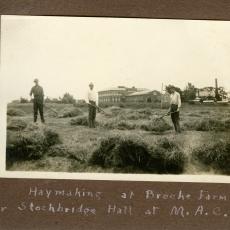 Haymaking on campus in 1922 or 1923. 