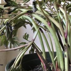 Peony anthracnose symptoms on entire plant