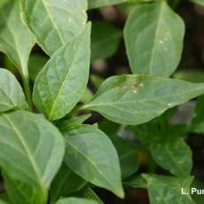 Bacterial Leaf Spot (Xanthomonas campestris) - Pepper