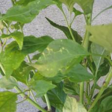 Tomato spotted wilt virus on pepper plant