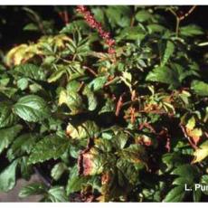 Leafhopper – Potato leafhopper injury to astilbe