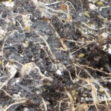 Root aphids