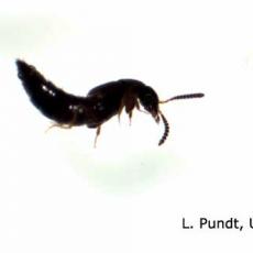 Rove Beetle Adult
