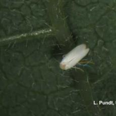 Silverleaf whitefly adult