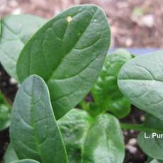 Spinach bedding plants - Cladiosporium leaf spot