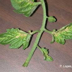 Pesticide Beauveria bassiana (Botanigard ES) injury on tomato