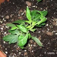 Soluble salt and ammonium injury on tomato seedlings